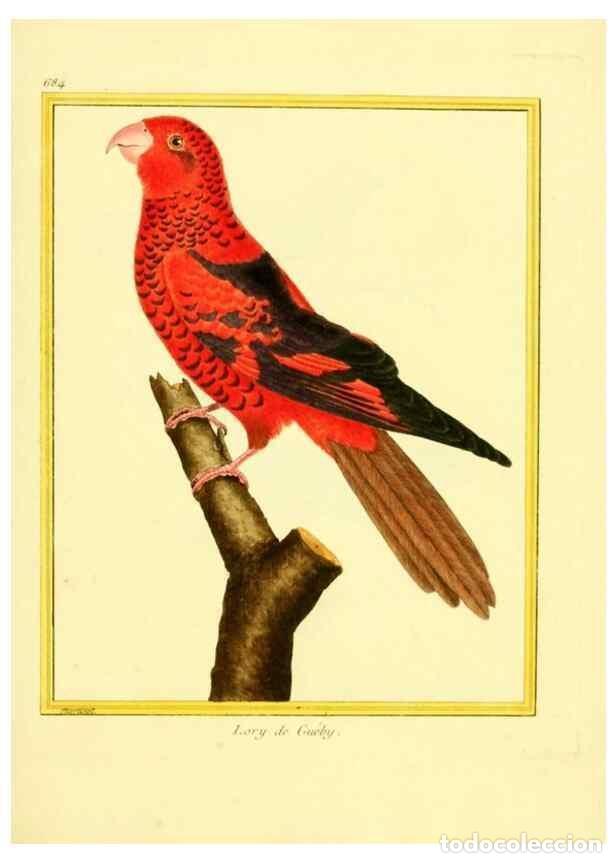 Collezionismo di Riviste e Giornali: Reproducci&oacute;n/Reproduction 49640379007: Planches enlumin&eacute;es d'histoire naturelle. Paris? :s.n.,1765-1