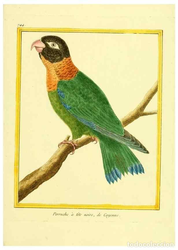 Collezionismo di Riviste e Giornali: Reproducci&oacute;n/Reproduction 49639615538: Planches enlumin&eacute;es d'histoire naturelle. Paris? :s.n.,1765-1