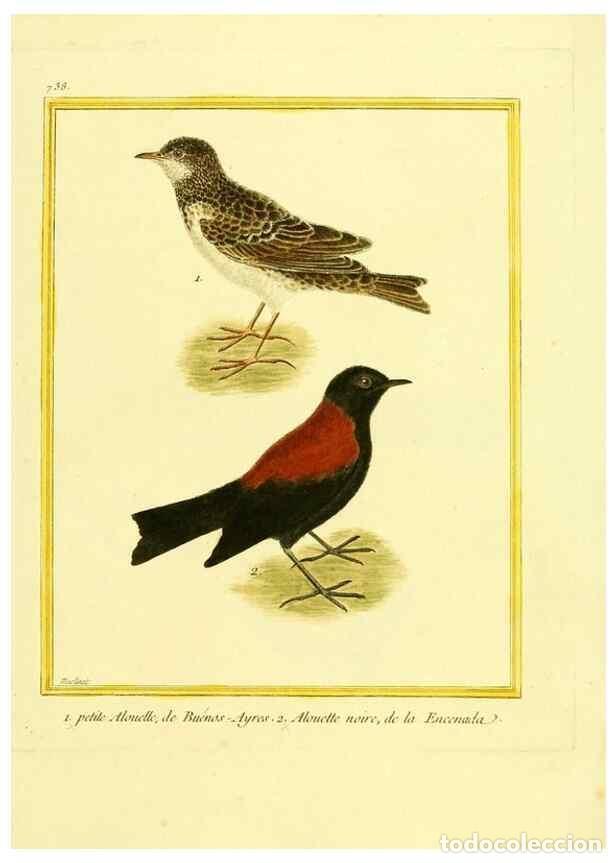Collezionismo di Riviste e Giornali: Reproducci&oacute;n/Reproduction 49640409547: Planches enlumin&eacute;es d'histoire naturelle. Paris? :s.n.,1765-1