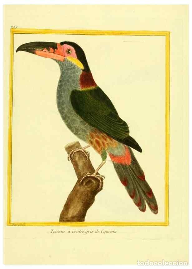 Colecionismo de Revistas e Jornais: Reproducci&oacute;n/Reproduction 49640407462: Planches enlumin&eacute;es d'histoire naturelle. Paris? :s.n.,1765-1