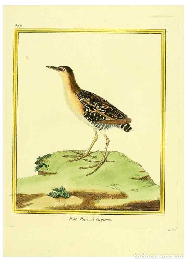 Colecionismo de Revistas e Jornais: Reproducci&oacute;n/Reproduction 49640735372: Planches enlumin&eacute;es d'histoire naturelle. Paris? :s.n.,1765-1