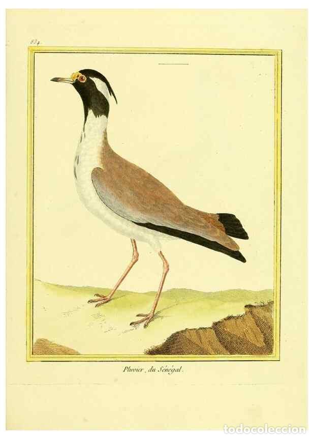 Colecionismo de Revistas e Jornais: Reproducci&oacute;n/Reproduction 49640730702: Planches enlumin&eacute;es d'histoire naturelle. Paris? :s.n.,1765-1