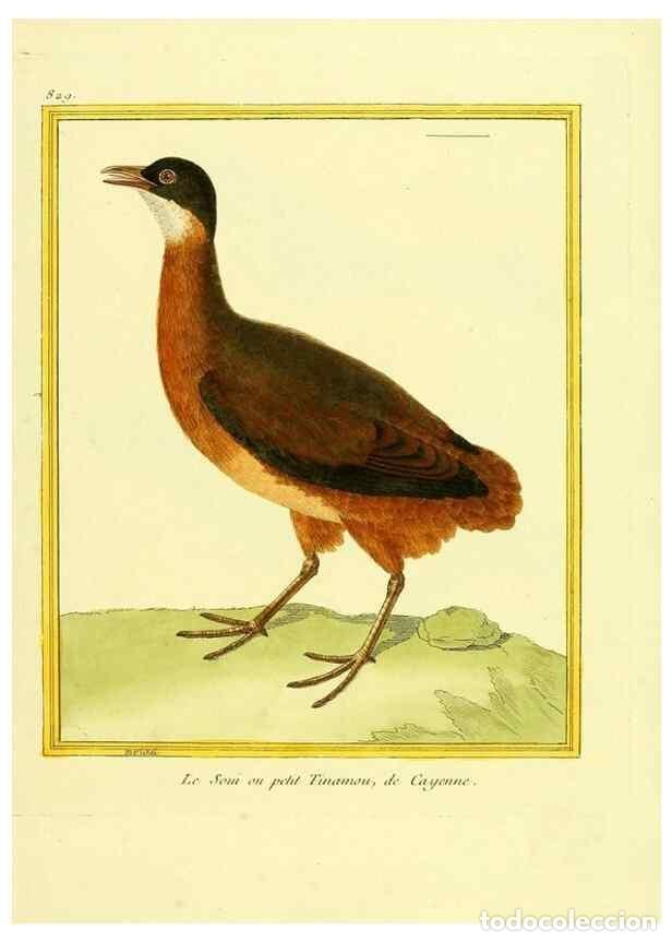 Colecionismo de Revistas e Jornais: Reproducci&oacute;n/Reproduction 49640728512: Planches enlumin&eacute;es d'histoire naturelle. Paris? :s.n.,1765-1