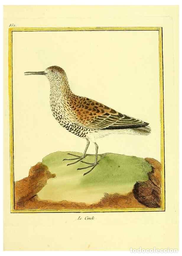 Colecionismo de Revistas e Jornais: Reproducci&oacute;n/Reproduction 49640464621: Planches enlumin&eacute;es d'histoire naturelle. Paris? :s.n.,1765-1