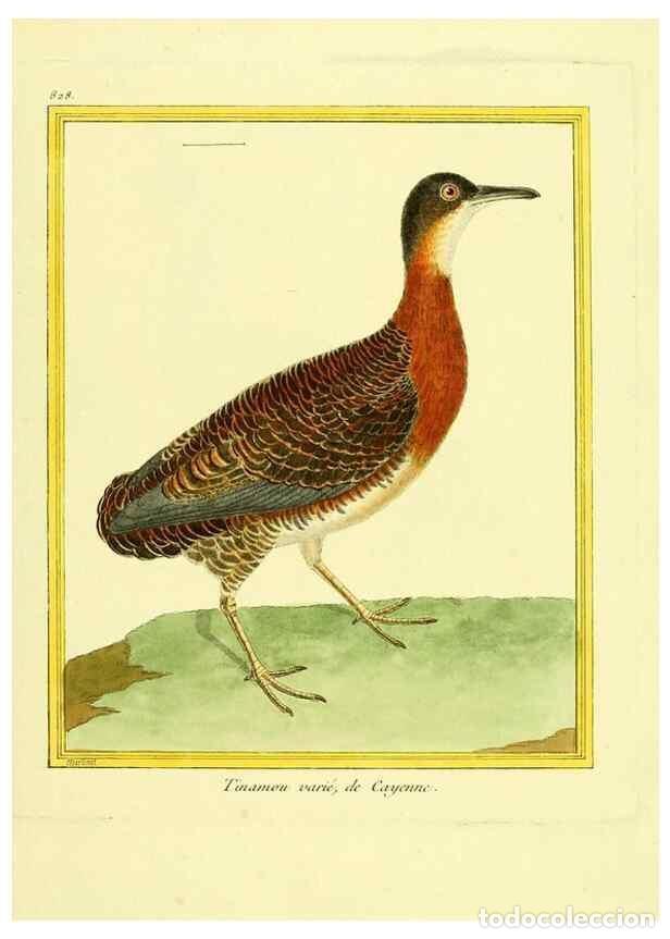 Colecionismo de Revistas e Jornais: Reproducci&oacute;n/Reproduction 49640728192: Planches enlumin&eacute;es d'histoire naturelle. Paris? :s.n.,1765-1