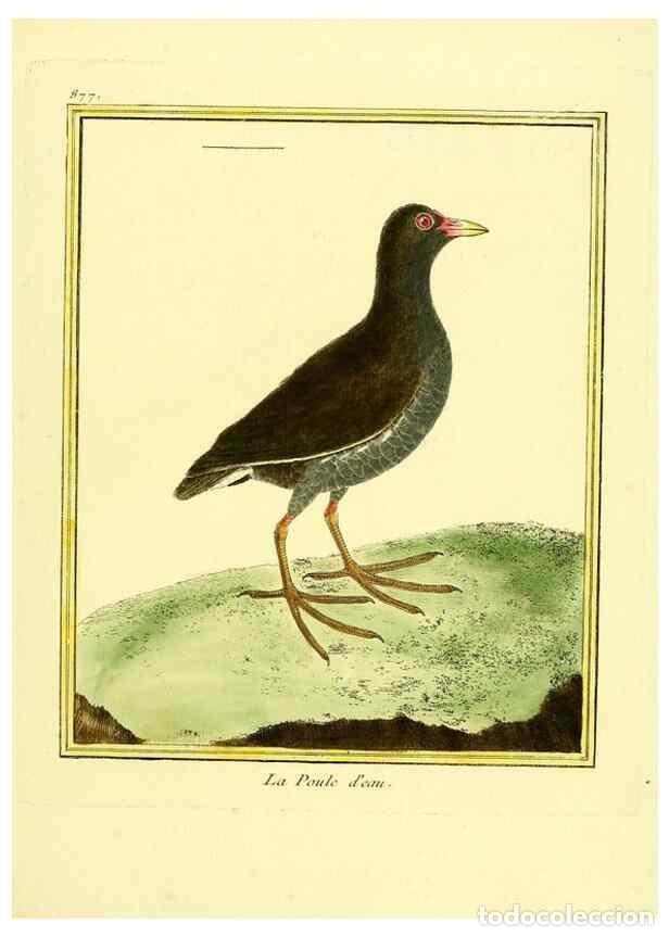 Colecionismo de Revistas e Jornais: Reproducci&oacute;n/Reproduction 49640472521: Planches enlumin&eacute;es d'histoire naturelle. Paris? :s.n.,1765-1