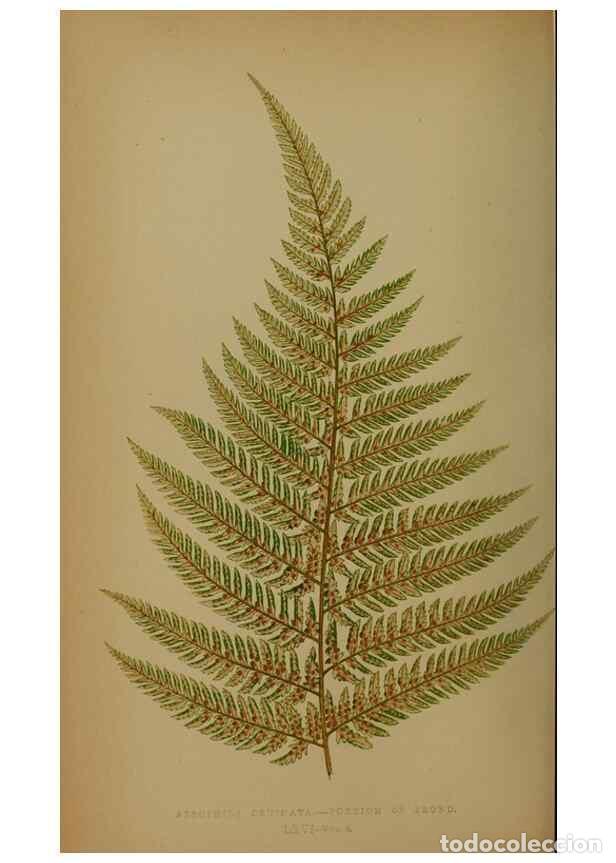 Collection Magazines and Newspapers: Reproducci&oacute;n/Reproduction 49628757812: Ferns: British and exotic.... London,Groombridge and Sons,185
