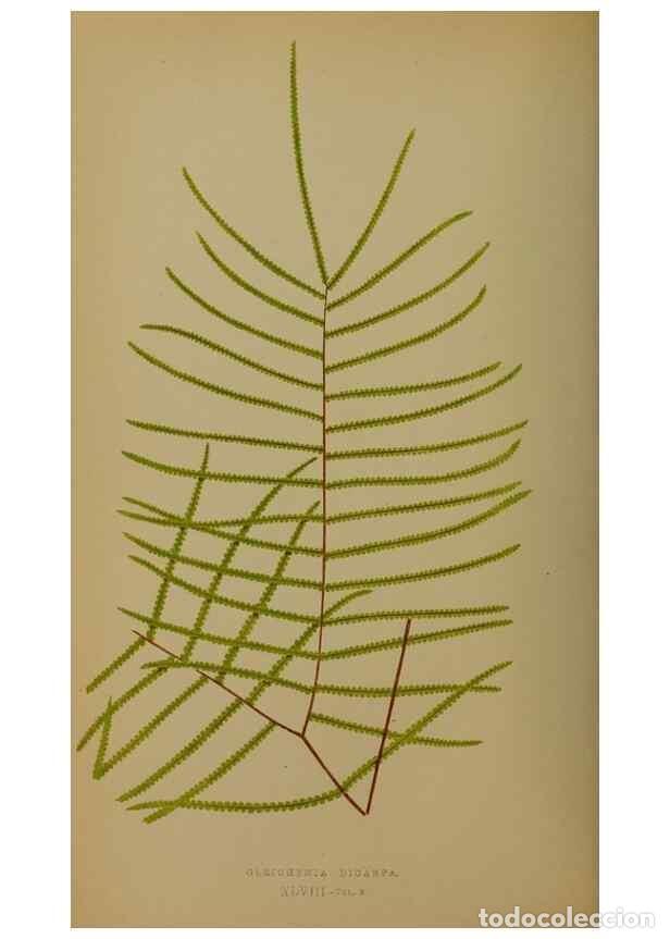 Collection Magazines and Newspapers: Reproducci&oacute;n/Reproduction 49628754907: Ferns: British and exotic.... London,Groombridge and Sons,185