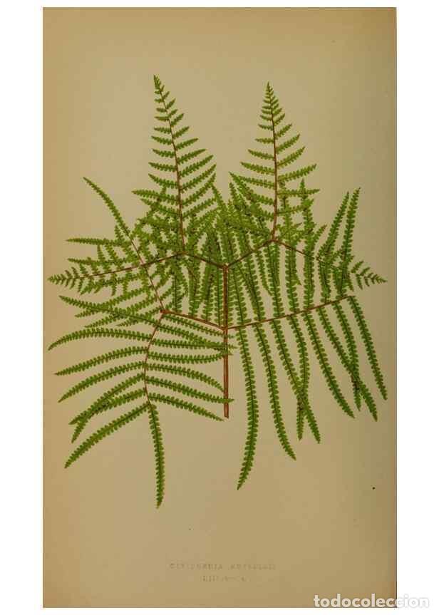Collection Magazines and Newspapers: Reproducci&oacute;n/Reproduction 49628755742: Ferns: British and exotic.... London,Groombridge and Sons,185