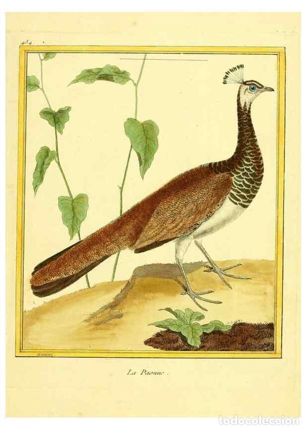 Collection Magazines and Newspapers: Reproducci&oacute;n/Reproduction 49639303678: Planches enlumin&eacute;es d'histoire naturelle. Paris? :s.n.,1765-1