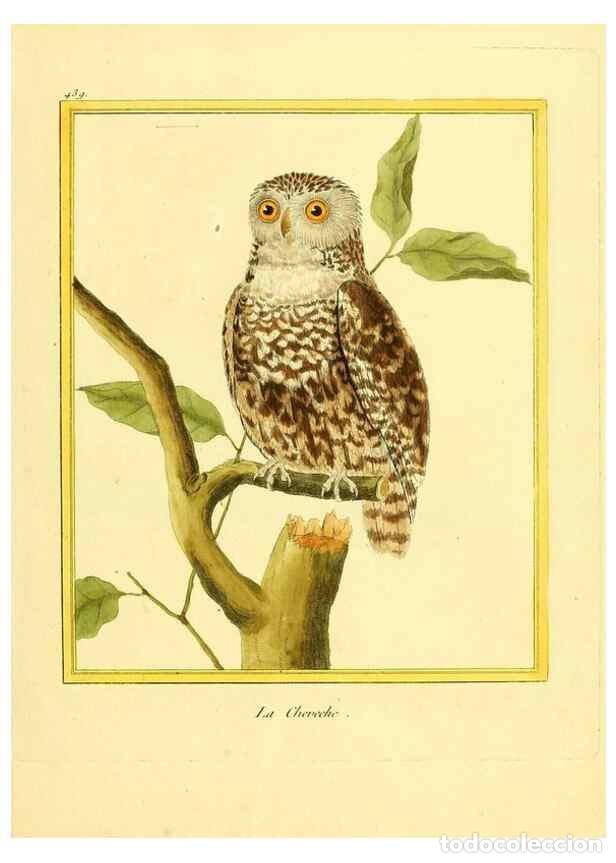 Colecionismo de Revistas e Jornais: Reproducci&oacute;n/Reproduction 49639830931: Planches enlumin&eacute;es d'histoire naturelle. Paris? :s.n.,1765-1