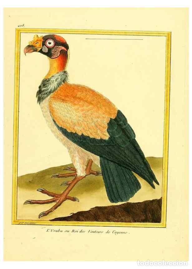 Colecionismo de Revistas e Jornais: Reproducci&oacute;n/Reproduction 49639301898: Planches enlumin&eacute;es d'histoire naturelle. Paris? :s.n.,1765-1