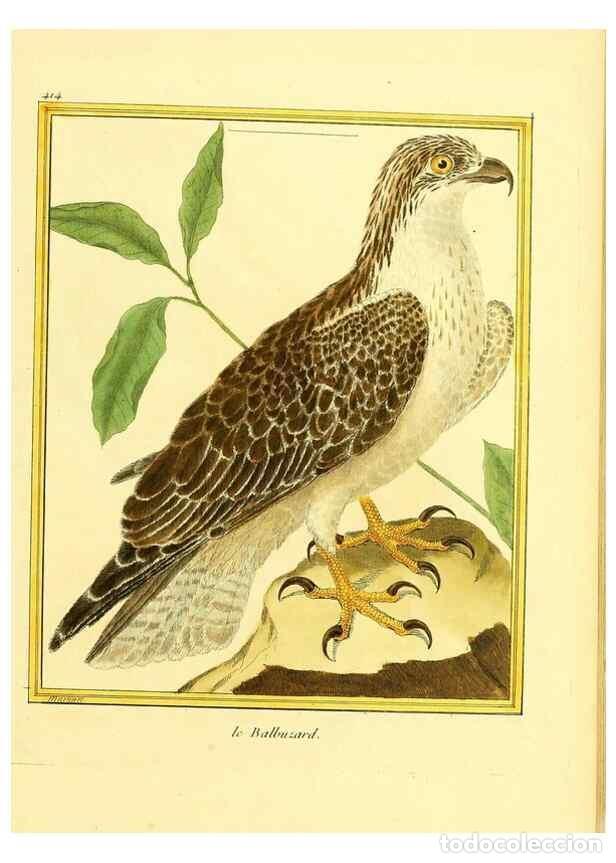 Colecionismo de Revistas e Jornais: Reproducci&oacute;n/Reproduction 49639298148: Planches enlumin&eacute;es d'histoire naturelle. Paris? :s.n.,1765-1