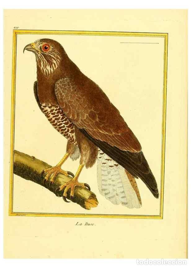 Colecionismo de Revistas e Jornais: Reproducci&oacute;n/Reproduction 49639299488: Planches enlumin&eacute;es d'histoire naturelle. Paris? :s.n.,1765-1