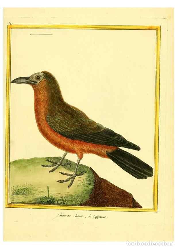 Colecionismo de Revistas e Jornais: Reproducci&oacute;n/Reproduction 49639486948: Planches enlumin&eacute;es d'histoire naturelle. Paris? :s.n.,1765-1