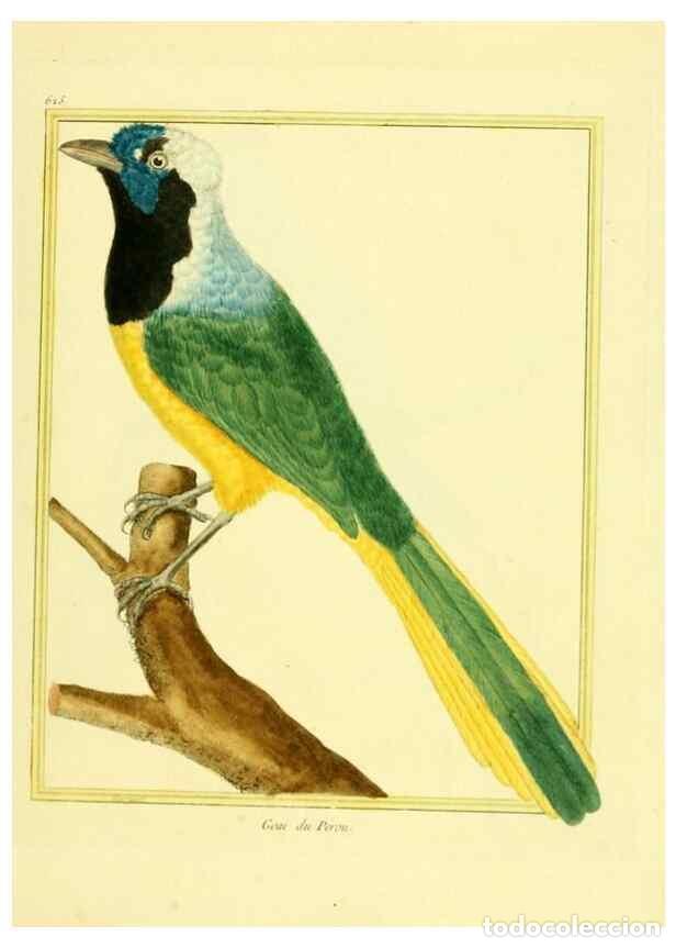 Colecionismo de Revistas e Jornais: Reproducci&oacute;n/Reproduction 49639568273: Planches enlumin&eacute;es d'histoire naturelle. Paris? :s.n.,1765-1