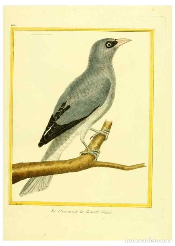 Colecionismo de Revistas e Jornais: Reproducci&oacute;n/Reproduction 49640366207: Planches enlumin&eacute;es d'histoire naturelle. Paris? :s.n.,1765-1