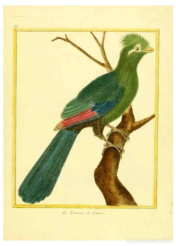 Colecionismo de Revistas e Jornais: Reproducci&oacute;n/Reproduction 49640358662: Planches enlumin&eacute;es d'histoire naturelle. Paris? :s.n.,1765-1