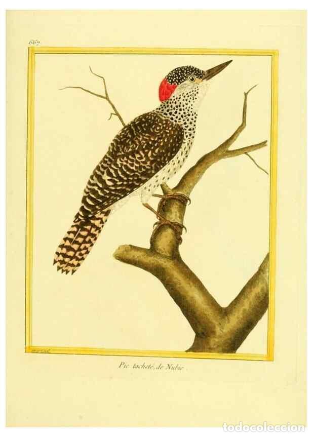 Colecionismo de Revistas e Jornais: Reproducci&oacute;n/Reproduction 49640102056: Planches enlumin&eacute;es d'histoire naturelle. Paris? :s.n.,1765-1