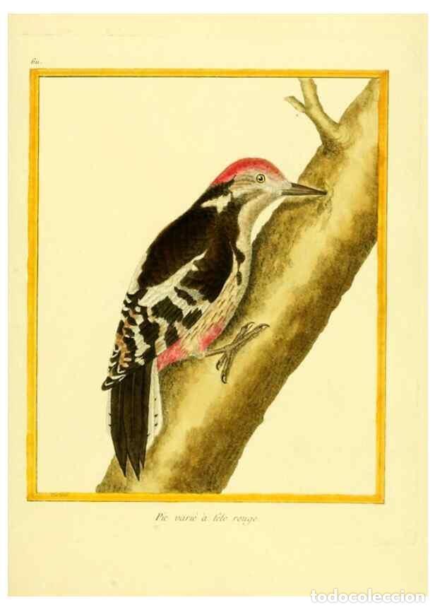 Colecionismo de Revistas e Jornais: Reproducci&oacute;n/Reproduction 49639564313: Planches enlumin&eacute;es d'histoire naturelle. Paris? :s.n.,1765-1