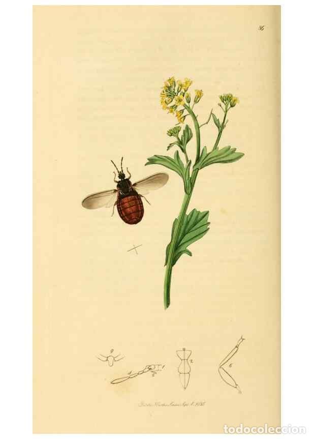 Collectionnisme de Revues et Journaux: Reproducci&oacute;n/Reproduction 49640345378: British entomology :. London,Printed for the author,1823-1840