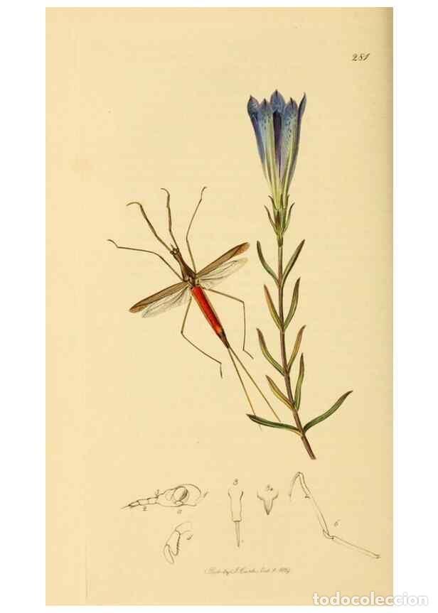 Collectionnisme de Revues et Journaux: Reproducci&oacute;n/Reproduction 49641139362: British entomology :. London,Printed for the author,1823-1840