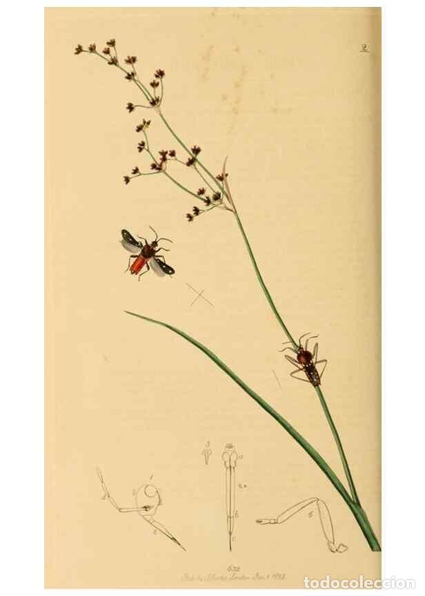 Collectionnisme de Revues et Journaux: Reproducci&oacute;n/Reproduction 49641140142: British entomology :. London,Printed for the author,1823-1840
