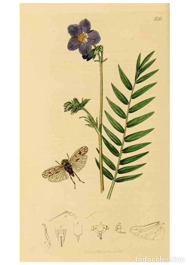 Collectionnisme de Revues et Journaux: Reproducci&oacute;n/Reproduction 49640860996: British entomology :. London,Printed for the author,1823-1840