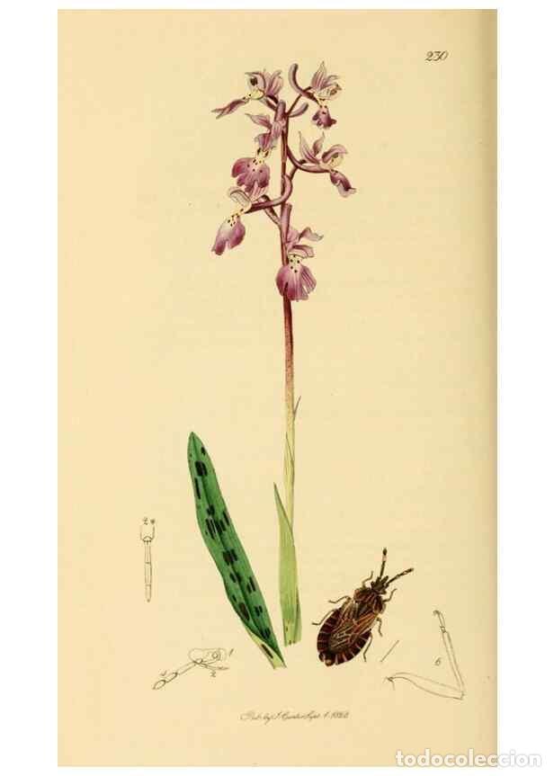 Collectionnisme de Revues et Journaux: Reproducci&oacute;n/Reproduction 49640345068: British entomology :. London,Printed for the author,1823-1840