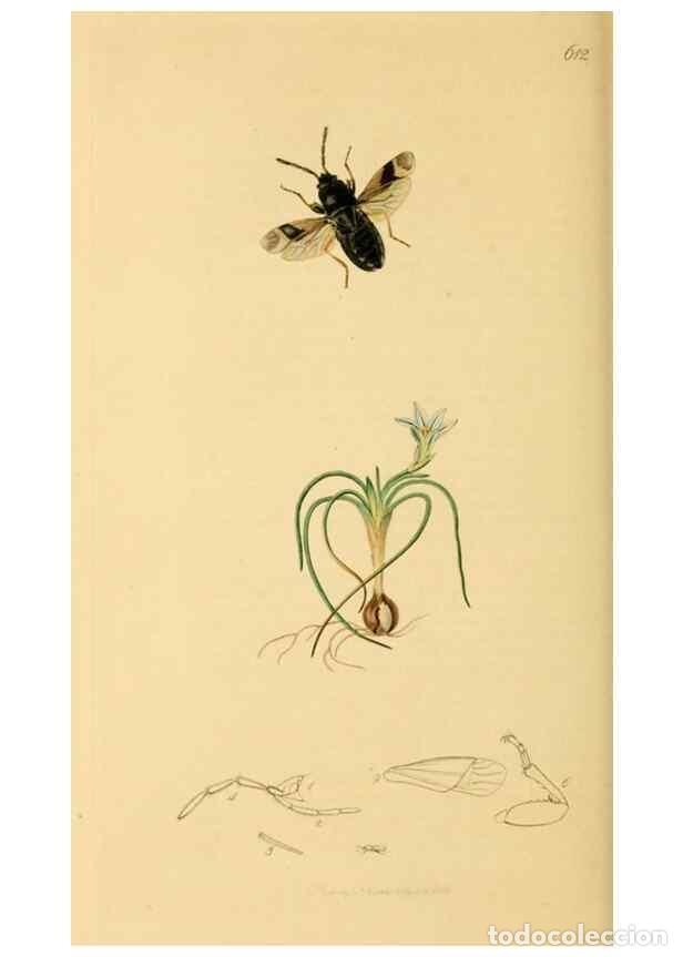 Collectionnisme de Revues et Journaux: Reproducci&oacute;n/Reproduction 49640870536: British entomology :. London,Printed for the author,1823-1840