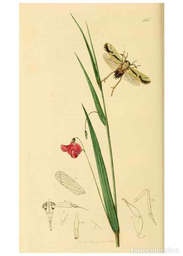 Collectionnisme de Revues et Journaux: Reproducci&oacute;n/Reproduction 49641137692: British entomology :. London,Printed for the author,1823-1840