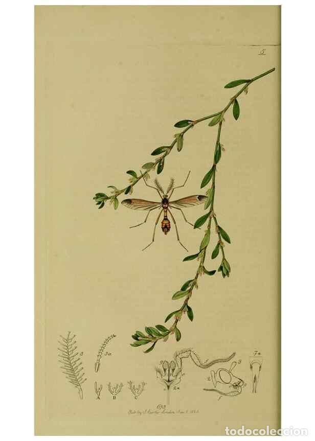 Collectionnisme de Revues et Journaux: Reproducci&oacute;n/Reproduction 49641197322: British entomology :. London,Printed for the author,1823-1840