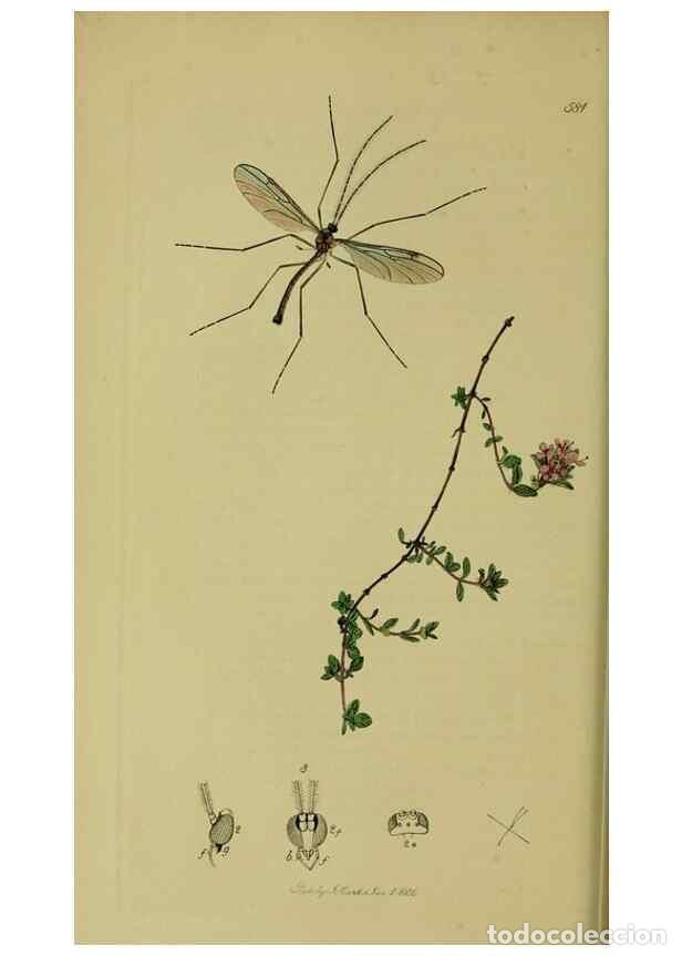 Collectionnisme de Revues et Journaux: Reproducci&oacute;n/Reproduction 49641199317: British entomology :. London,Printed for the author,1823-1840