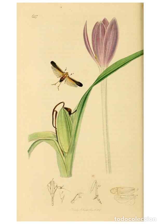 Collectionnisme de Revues et Journaux: Reproducci&oacute;n/Reproduction 49640340738: British entomology :. London,Printed for the author,1823-1840