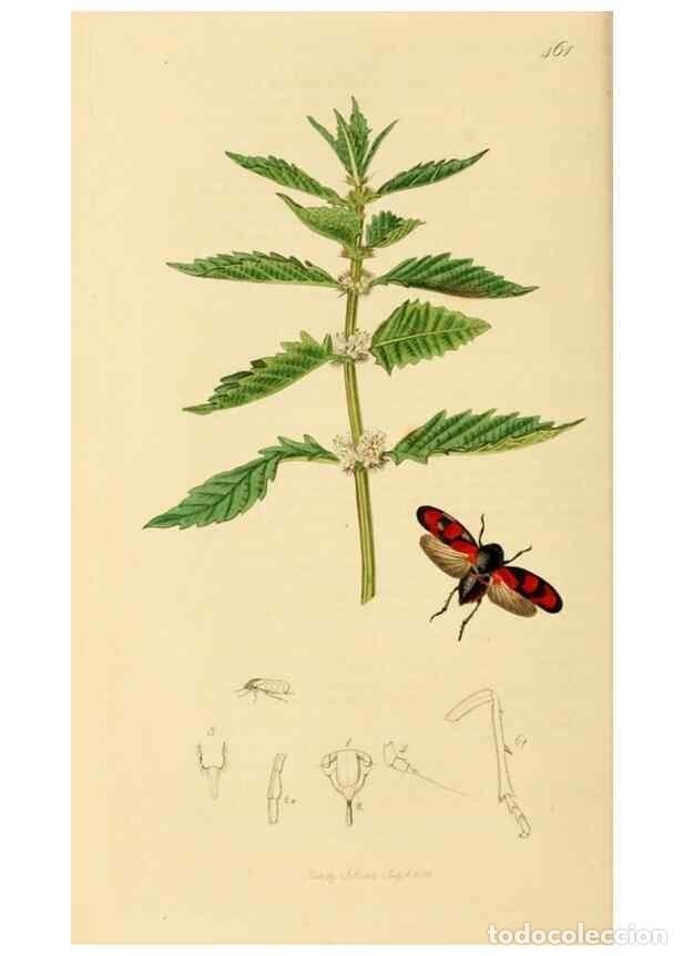 Collectionnisme de Revues et Journaux: Reproducci&oacute;n/Reproduction 49640339798: British entomology :. London,Printed for the author,1823-1840