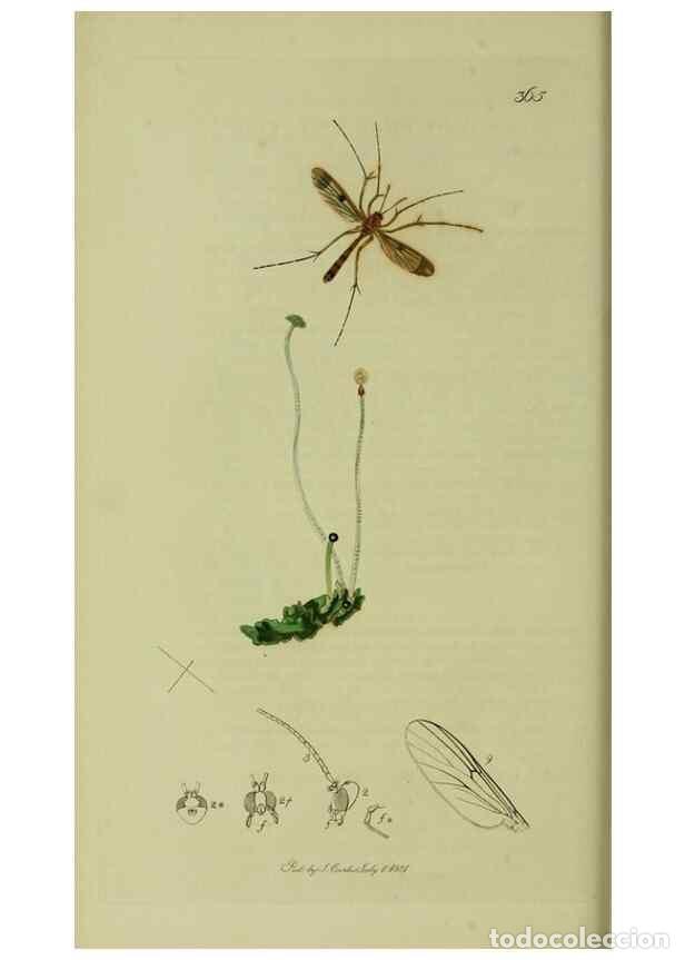 Collectionnisme de Revues et Journaux: Reproducci&oacute;n/Reproduction 49641201102: British entomology :. London,Printed for the author,1823-1840