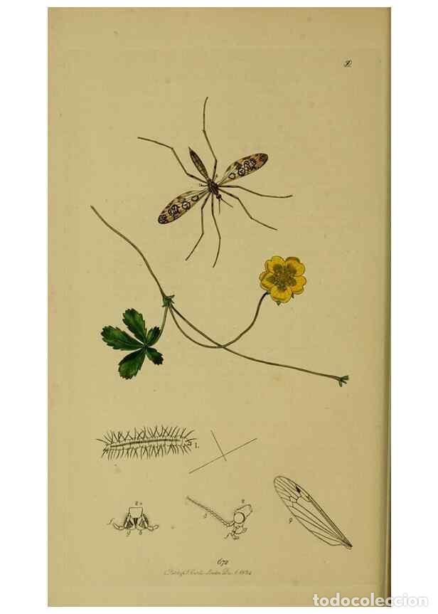 Collectionnisme de Revues et Journaux: Reproducci&oacute;n/Reproduction 49640399388: British entomology :. London,Printed for the author,1823-1840