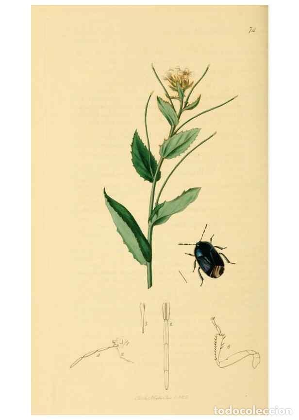 Collectionnisme de Revues et Journaux: Reproducci&oacute;n/Reproduction 49641148192: British entomology :. London,Printed for the author,1823-1840