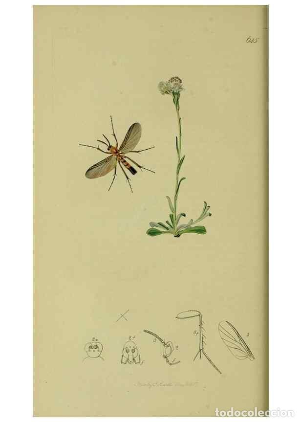 Collectionnisme de Revues et Journaux: Reproducci&oacute;n/Reproduction 49640925656: British entomology :. London,Printed for the author,1823-1840