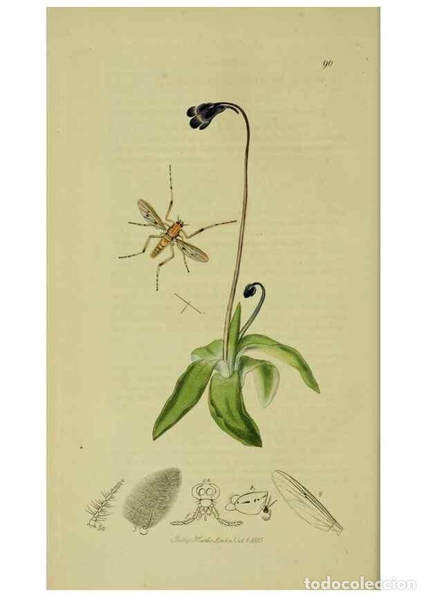 Collectionnisme de Revues et Journaux: Reproducci&oacute;n/Reproduction 49641194087: British entomology :. London,Printed for the author,1823-1840
