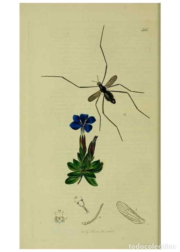 Collectionnisme de Revues et Journaux: Reproducci&oacute;n/Reproduction 49641195947: British entomology :. London,Printed for the author,1823-1840