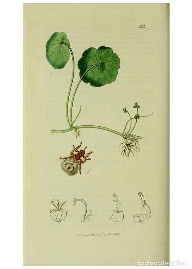 Colecionismo de Revistas e Jornais: Reproducci&oacute;n/Reproduction 49640430118: British entomology :. London,Printed for the author,1823-1840