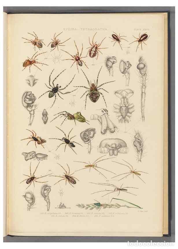 Colecionismo de Revistas e Jornais: Reproducci&oacute;n/Reproduction 49643416496: A history of the spiders of Great Britain and Ireland /. Lond
