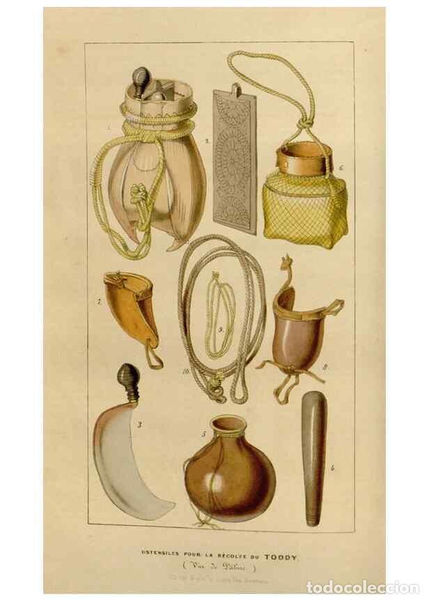 Colecionismo de Revistas e Jornais: Reproducci&oacute;n/Reproduction 49643736572: Flore des serres et des jardins de l'Europe. A Gand :chez Lou