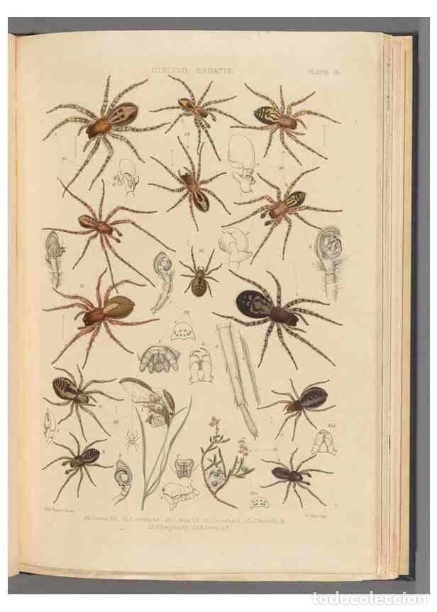 Colecionismo de Revistas e Jornais: Reproducci&oacute;n/Reproduction 49643413471: A history of the spiders of Great Britain and Ireland /. Lond