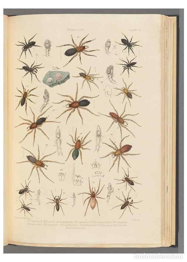 Colecionismo de Revistas e Jornais: Reproducci&oacute;n/Reproduction 49642885873: A history of the spiders of Great Britain and Ireland /. Lond