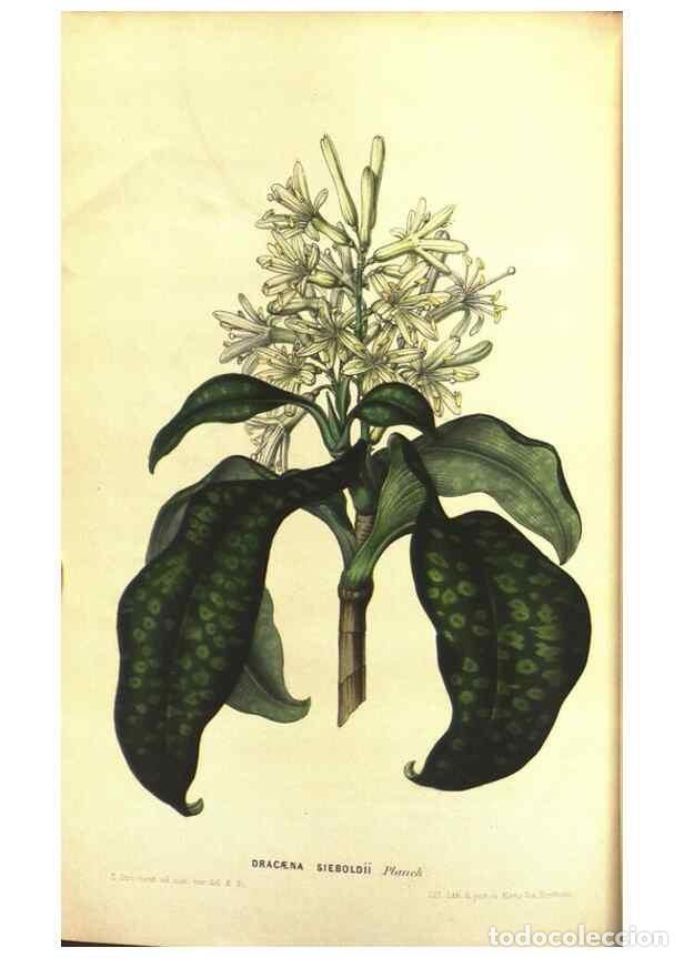 Colecionismo de Revistas e Jornais: Reproducci&oacute;n/Reproduction 49642940438: Flore des serres et des jardins de l'Europe. A Gand :chez Lou