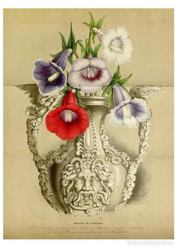 Colecionismo de Revistas e Jornais: Reproducci&oacute;n/Reproduction 49643468766: Flore des serres et des jardins de l'Europe. A Gand :chez Lou