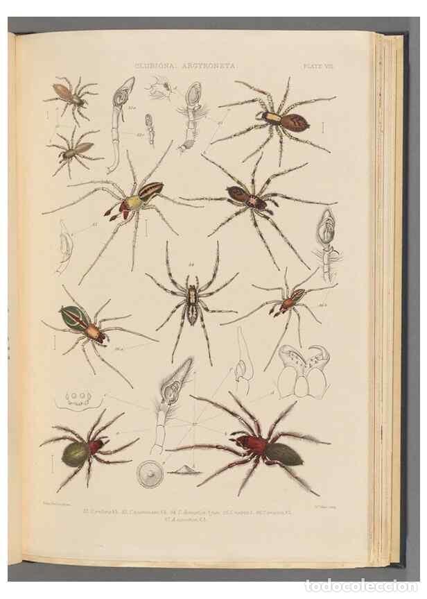 Colecionismo de Revistas e Jornais: Reproducci&oacute;n/Reproduction 49643688282: A history of the spiders of Great Britain and Ireland /. Lond