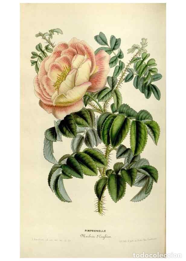 Colecionismo de Revistas e Jornais: Reproducci&oacute;n/Reproduction 49643746447: Flore des serres et des jardins de l'Europe. A Gand :chez Lou